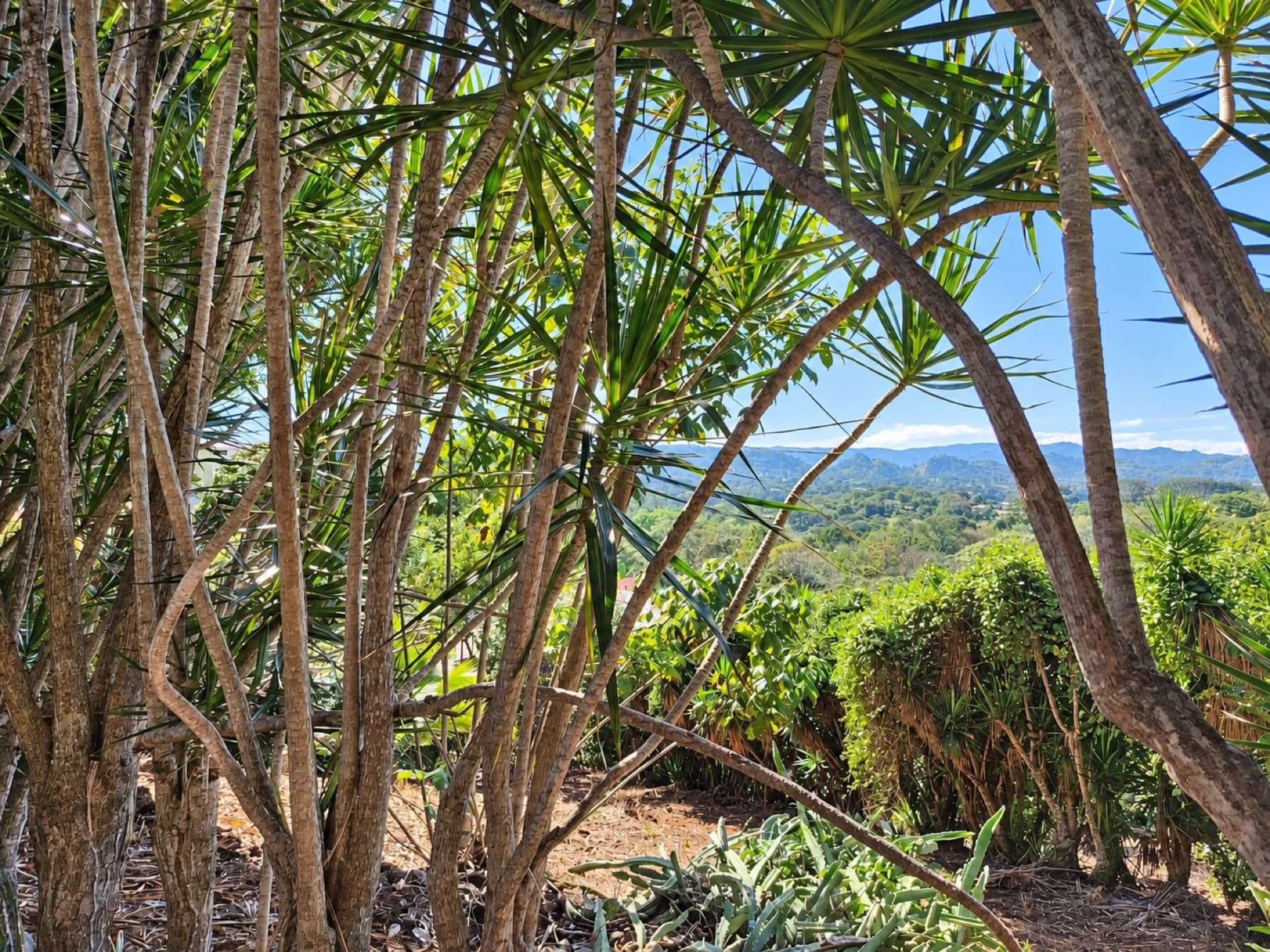 Back lot with fruit trees